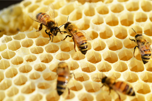 BEE AND HIVE REMOVAL SERVICE